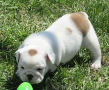 Puppies for sale , english bulldog puppies. - Moldova, Balti