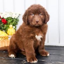 Puppies for sale newfoundland - Canada, British Columbia, Victoria