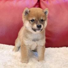 Puppies for sale , shiba inu - Tajikistan, Isfara