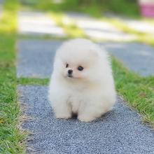 Puppies for sale pomeranian spitz - Ukraine, Poltava