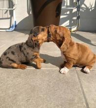 Puppies for sale dachshund - Lithuania, Vilnius