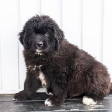 Puppies for sale newfoundland - Germany, Stuttgart