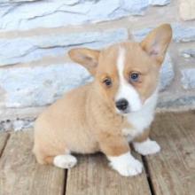 Puppies for sale , welsh corgi, pembroke - Canada, British Columbia, Vancouver