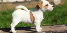 Puppies for sale jack russell terrier - Bulgaria, Sofia. Price 11 €