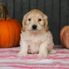 Puppies for sale , cockapoo - Canada, British Columbia