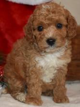 Puppies for sale , cavapoo - Greece, Athens