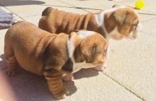 Puppies for sale english bulldog - Turkmenistan, Ashgabat