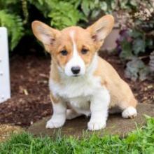 Puppies for sale , welsh corgi, pembroke - Canada, British Columbia