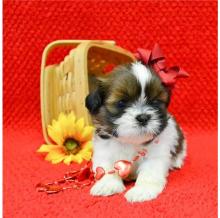 Puppies for sale , shih tzu puppies - Georgia, Rustavi