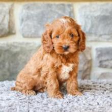 Puppies for sale , cockapoo - Canada, Alberta