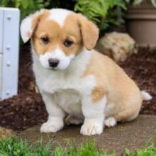 Puppies for sale , welsh corgi, pembroke - Canada, Nova Scotia, Halifax