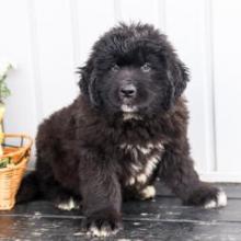 Puppies for sale newfoundland - Germany, Bonn