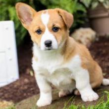 Puppies for sale , welsh corgi, pembroke - Canada, Alberta, Edmonton