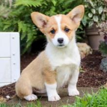 Puppies for sale , welsh corgi, pembroke - Canada, Newfoundland and Labrador