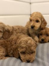 Puppies for sale , cockapoo - Ireland, Cork