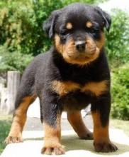 Puppies for sale rottweiler - Lithuania, Vilnius. Price 10 €