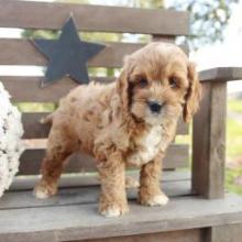 Puppies for sale , cockapoo - Canada, British Columbia