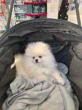 Puppies for sale pomeranian spitz - Ireland, Dublin