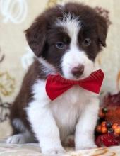 Puppies for sale australian shepherd - Estonia, Sillamyae