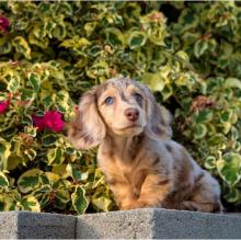 Puppies for sale dachshund - Ireland, Dublin