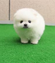 Puppies for sale , pomeranian puppies - Russia, Omsk