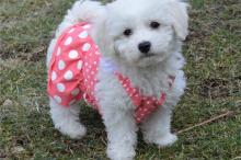 Puppies for sale bichon - Germany, Nuremberg