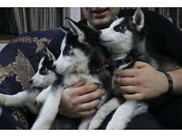 Puppies for sale , husky siberian - Moldova, Chisinau