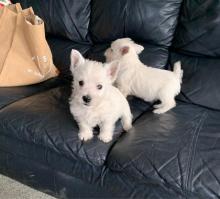 Puppies for sale west highland white terrier - Kyrgyzstan, Bishkek