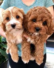 Puppies for sale other breed, cavapoo - Ireland, Dublin