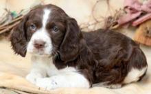 Puppies for sale english springer spaniel - Lithuania, Vilnius. Price 11 €