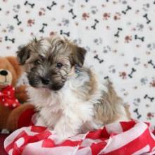 Puppies for sale havanese - Italy, Florence