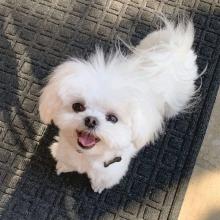 Puppies for sale maltese - Cyprus, Paphos