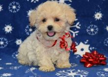 Puppies for sale , shih-poo - Finland, Helsinki. Price 12 €
