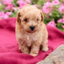 Puppies for sale poodle - Canada, British Columbia, Victoria