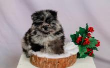 Puppies for sale pomeranian spitz - Finland, Helsinki. Price 10 €