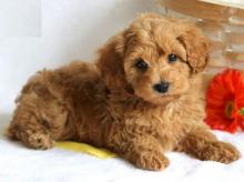 Puppies for sale , maltipoo   - Lithuania, Vilnius. Price 10 €