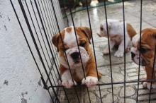 Puppies for sale english bulldog - Latvia, Rezekne