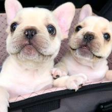 Puppies for sale french bulldog - Finland, Alajarvi