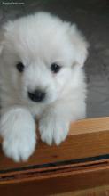 Puppies for sale eskimo dog - United Kingdom, Aberdeen. Price 250 $