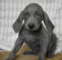 Puppies for sale weimaraner - Lithuania, Vilnius. Price 10 €