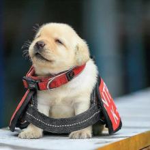 Puppies for sale labrador retriever - Ireland, Dublin