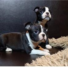 Puppies for sale boston terrier - Finland, Kotka