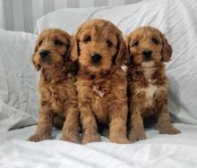 Puppies for sale , cockapoo - Ireland, Dublin