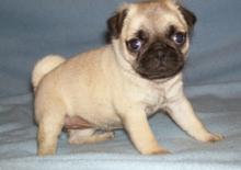 Puppies for sale pug - United Kingdom, Leeds. Price 160 €