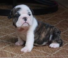 Puppies for sale english bulldog - United Kingdom, London. Price 160 $