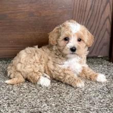 Puppies for sale other breed, cavapoo - Ireland, Dublin