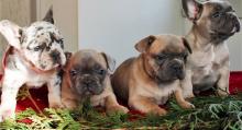 Puppies for sale french bulldog - Kyrgyzstan, Bishkek