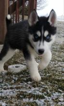 Puppies for sale haski - Bulgaria, Sofia. Price 10 €
