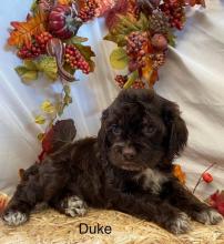 Puppies for sale other breed, cokalier puppies - United Kingdom, Liverpool