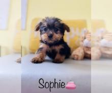 Puppies for sale yorkshire terrier - Finland, Helsinki